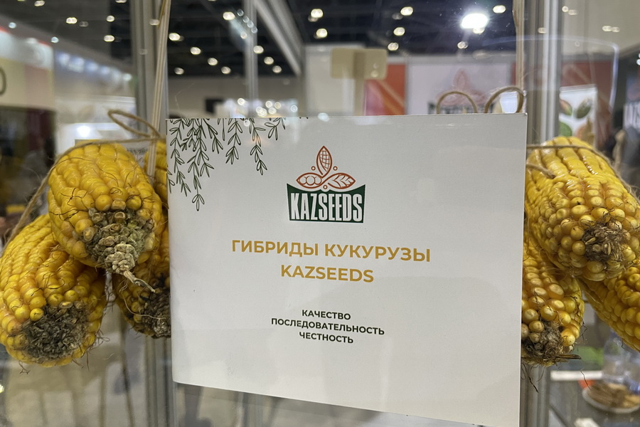 Гибриды кукурузы KAZSEEDS на выставке KazAgro/KazFarm