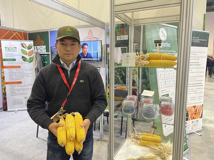 Гибриды кукурузы KAZSEEDS дали 140 ц/га зерна