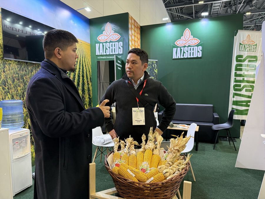 KAZSEEDS представила новые гибриды кукурузы на KazAgro-2025