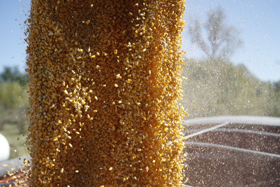 Как KAZSEEDS создаёт в США семена для Казахстана