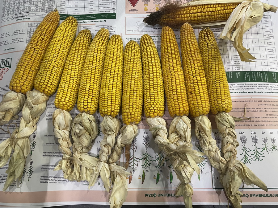 Гибриды кукурузы KAZSEEDS, представленные на KazAgro/KazFarm-2024